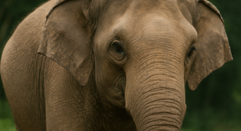 Hari Gajah Sedunia, 5 Fakta Mengejutkan yang Harus Kamu Tahu!